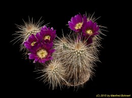 Echinocereus apachensis 807